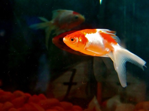 金魚 コメット 産卵時期