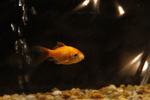 金魚 一匹 飼い方 水槽 サイズ 水量