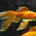 変化する金魚の色！原因とは何？