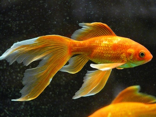 金魚 色 変化 原因