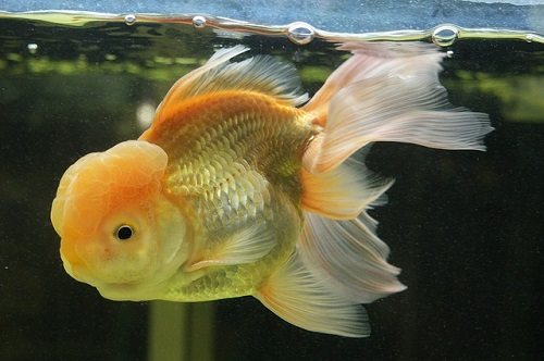 金魚 オランダ 大きさ 寿命 性格