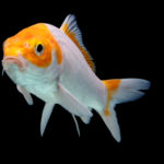 金魚「地金」の飼育の方法について     