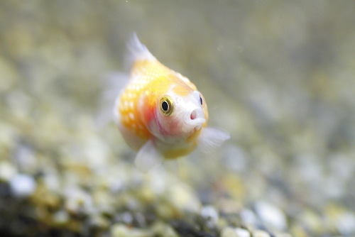 ピンポンパール 稚魚 成長 方法