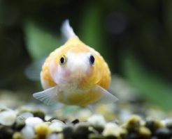 金魚 ピンポンパール 寿命