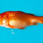 金魚の大きさの測り方とは？