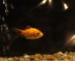 金魚 一匹 飼い方 水槽 サイズ 水量