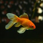 金魚のフンが透明になる原因と対処法