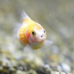 ピンポンパールの稚魚を上手に成長させる方法